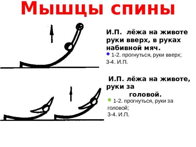 Мышцы спины   И.П. лёжа на животе руки вверх, в руках набивной мяч.   1-2. прогнуться, руки вверх; 3-4. И.П.   И.П. лёжа на животе, руки за  головой.   1-2. прогнуться, руки за головой; 3-4. И.П. 