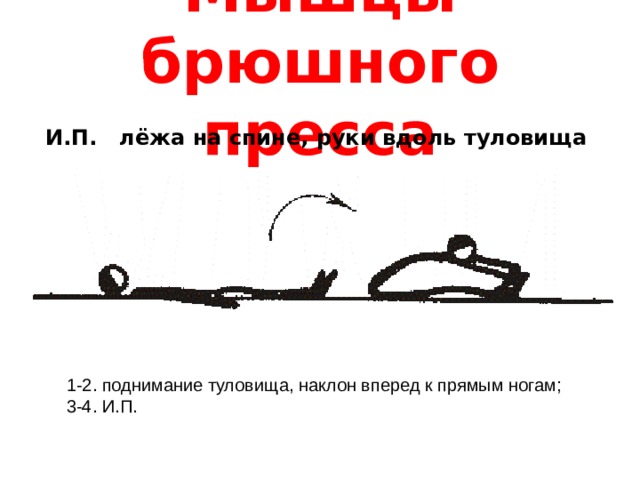 Мышцы брюшного пресса И.П. лёжа на спине, руки вдоль туловища 1-2. поднимание туловища, наклон вперед к прямым ногам; 3-4. И.П.  