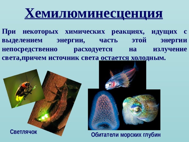 Хемилюминесценция При некоторых химических реакциях, идущих с выделением энергии, часть этой энергии непосредственно расходуется на излучение света,причем источник света остается холодным. Светлячок Обитатели морских глубин  