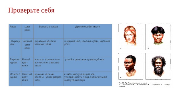 Проверьте себя Раса Цвет кожи Негроидная Черный цвет кожи Европеоидная Волосы и глаза Другие особенности курчавые волосы, темные глаза Монголоидная Белый цвет кожи широкий нос, толстые губы, высокий рост волосы прямые или волнистые, светлые глаза Желтый цвет кожи  узкий и резко выступающий нос прямые черные волосы, узкий разрез глаз слабо выступающий нос, уплощенность лица, значительное выступание скул 