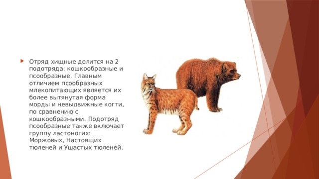 Отряд хищные делится на 2 подотряда: кошкообразные и псообразные. Главным отличием псообразных млекопитающих является их более вытянутая форма морды и невыдвижные когти, по сравнению с кошкообразными. Подотряд псообразные также включает группу ластоногих: Моржовых, Настоящих тюленей и Ушастых тюленей. 