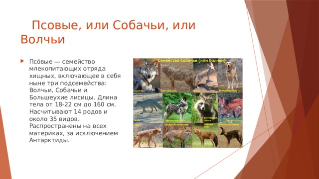  Псовые, или Собачьи, или Волчьи Псо́вые — семейство млекопитающих отряда хищных, включающее в себя ныне три подсемейства: Волчьи, Собачьи и Большеухие лисицы. Длина тела от 18-22 см до 160 см. Насчитывают 14 родов и около 35 видов. Распространены на всех материках, за исключением Антарктиды. 