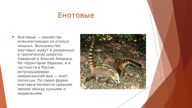  Енотовые Ено́товые — семейство млекопитающих из отряда хищных. Большинство енотовых живут в умеренных и тропических широтах Северной и Южной Америки. На территории Евразии, и в частности в России, интродуцирован американский вид — енот-полоскун. По своей форме енотовые являются средним звеном между куньими и медвежьими. 