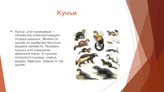 Куньи Куньи, или куницевые — семейство млекопитающих отряда хищных. Являются одним из наиболее богатых видами семейств. Размеры куньих для хищников довольно малы. К куньим относятся куницы, норки, выдры, барсуки, хорьки и так далее. 