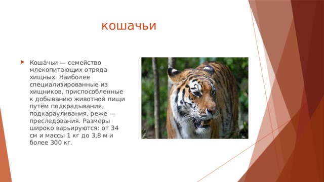  кошачьи Коша́чьи — семейство млекопитающих отряда хищных. Наиболее специализированные из хищников, приспособленные к добыванию животной пищи путём подкрадывания, подкарауливания, реже — преследования. Размеры широко варьируются: от 34 см и массы 1 кг до 3,8 м и более 300 кг. 