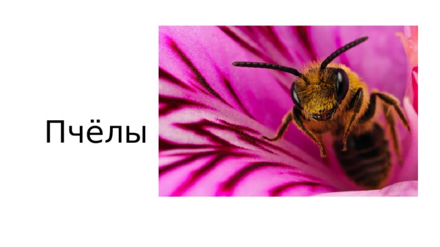 Пчёлы 