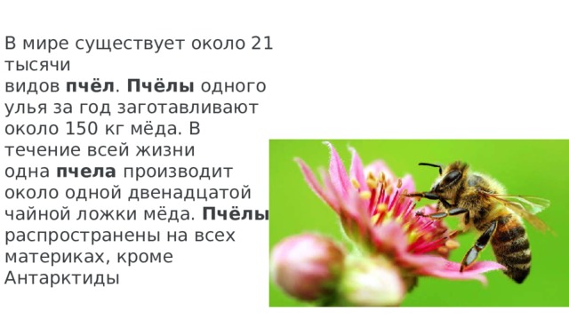 В мире существует около 21 тысячи видов  пчёл .  Пчёлы  одного улья за год заготавливают около 150 кг мёда. В течение всей жизни одна  пчела производит около одной двенадцатой чайной ложки мёда.  Пчёлы распространены на всех материках, кроме Антарктиды 