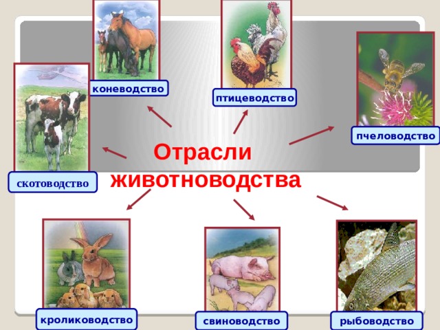 коневодство птицеводство пчеловодство Отрасли  животноводства   скотоводство кролиководство свиноводство рыбоводство 