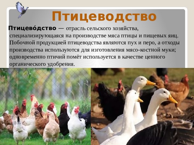 Птицеводство  Птицево́дство  — отрасль сельского хозяйства, специализирующаяся на производстве мяса птицы и пищевых яиц. Побочной продукцией птицеводства являются пух и перо, а отходы производства используются для изготовления мясо-костной муки; одновременно птичий помёт используется в качестве ценного органического удобрения. 