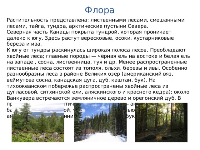 Флора Растительность представлена: лиственными лесами, смешанными лесами, тайга, тундра, арктические пустыни Севера. Северная часть Канады покрыта тундрой, которая проникает далеко к югу. Здесь растут вересковые, осоки, кустарниковые береза и ива. К югу от тундры раскинулась широкая полоса лесов. Преобладают хвойные леса; главные породы — чёрная ель на востоке и белая ель на западе , сосна, лиственница, туя и др. Менее распространенные лиственные леса состоят из тополя, ольхи, березы и ивы. Особенно разнообразны леса в районе Великих озёр (американский вяз, веймутова сосна, канадская цуга, дуб, каштан, бук). На тихоокеанском побережье распространены хвойные леса из дугласовой, ситхинской ели, аляскинского и красного кедра); около Ванкувера встречаются земляничное дерево и орегонский дуб. В приморских приатлантических провинциях — акадские леса с бальзамической пихтой, чёрной и красной елью; также кедр, американская лиственница, жёлтая береза, бук. 