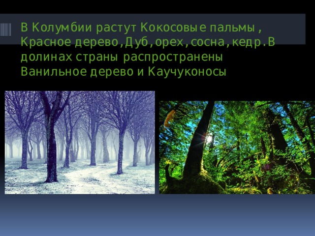 В Колумбии растут Кокосовые пальмы, Красное дерево, Дуб, орех, сосна, кедр. В долинах страны распространены Ванильное дерево и Каучуконосы 