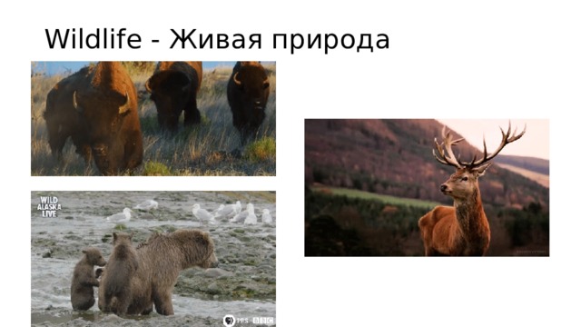 Wildlife - Живая природа 