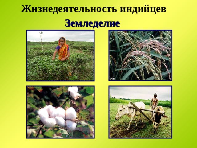 Жизнедеятельность индийцев  Земледелие  
