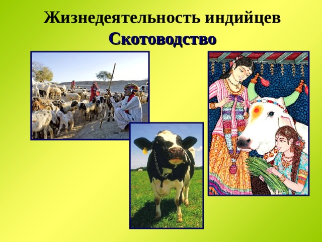  Жизнедеятельность индийцев  Скотоводство 