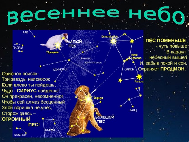 ПЁС ПОМЕНЬШЕ  - чуть повыше В караул небесный вышел И, забыв покой и сон, Охраняет ПРОЦИОН .  Орионов поясок- Три звезды наискосок Если влево ты пойдешь, Чудо - СИРИУС найдешь! Он прекрасен, несомненно! Чтобы сей алмаз бесценный Злой воришка не унес, Сторож здесь – ОГРОМНЫЙ  ПЕС ! 