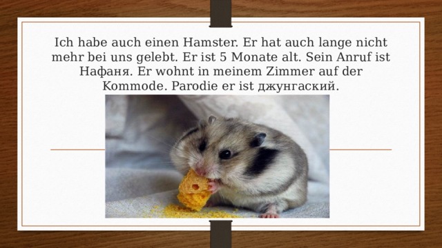 Ich habe auch einen Hamster. Er hat auch lange nicht mehr bei uns gelebt. Er ist 5 Monate alt. Sein Anruf ist Нафаня. Er wohnt in meinem Zimmer auf der Kommode. Parodie er ist джунгаский. 