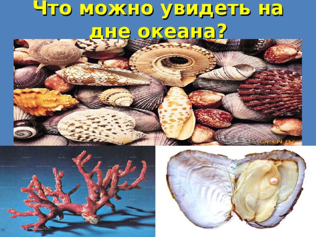 Что можно увидеть на дне океана? 