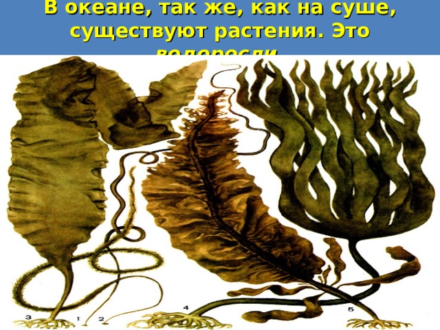 В океане, так же, как на суше, существуют растения. Это водоросли. 