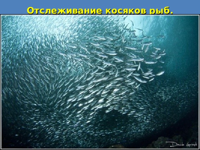Отслеживание косяков рыб. 
