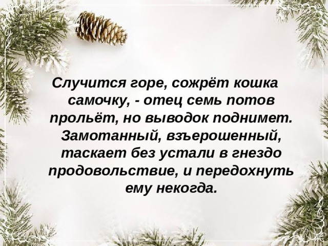 Случится горе, сожрёт кошка самочку, - отец семь потов прольёт, но выводок поднимет. Замотанный, взъерошенный, таскает без устали в гнездо продовольствие, и передохнуть ему некогда. 