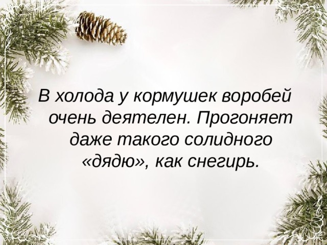 В холода у кормушек воробей очень деятелен. Прогоняет даже такого солидного «дядю», как снегирь. 