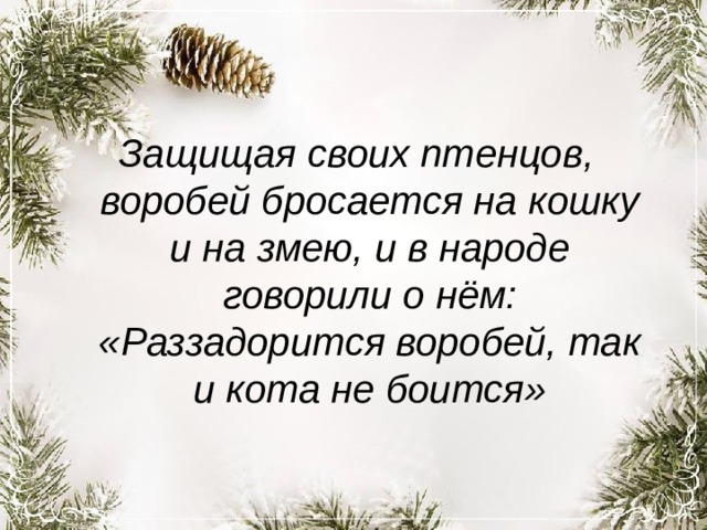 Защищая своих птенцов, воробей бросается на кошку и на змею, и в народе говорили о нём: «Раззадорится воробей, так и кота не боится» 