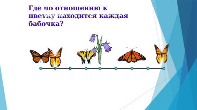 Где по отношению к цветку находится каждая бабочка? Где по отношению к цветку находится каждая бабочка? 