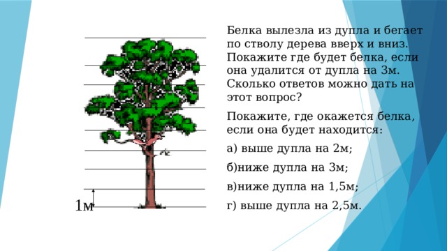 Белка вылезла из дупла и бегает по стволу дерева вверх и вниз. Покажите где будет белка, если она удалится от дупла на 3м. Сколько ответов можно дать на этот вопрос? Покажите, где окажется белка, если она будет находится: а) выше дупла на 2м; б)ниже дупла на 3м; в)ниже дупла на 1,5м; г) выше дупла на 2,5м. 1м 