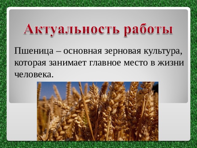 Пшеница – основная зерновая культура, которая занимает главное место в жизни человека. 
