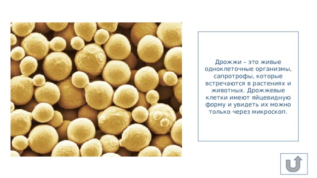 Дрожжи – это живые одноклеточные организмы, сапротрофы, которые встречаются в растениях и животных. Дрожжевые клетки имеют яйцевидную форму и увидеть их можно только через микроскоп. 