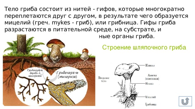 Тело гриба состоит из нитей - гифов, которые многократно переплетаются друг с другом, в результате чего образуется мицелий (греч. mykes - гриб), или грибница. Гифы гриба разрастаются в питательной среде, на субстрате, и представляют собой вегетативные органы гриба. 
