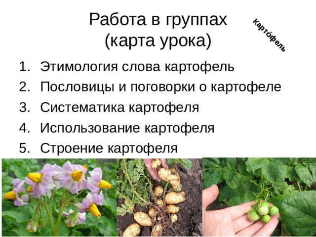 Карто́фель Работа в группах  (карта урока) Этимология слова картофель Пословицы и поговорки о картофеле Систематика картофеля Использование картофеля Строение картофеля  Еще много интересного можно узнать о картофеле, что бы убедиться в этом поработаем в группах над мини-проектами. Для выполнения данного задания у вас на столах лежат карты с заданиями время выполнения 5 минут. Защита группами проектов.  
