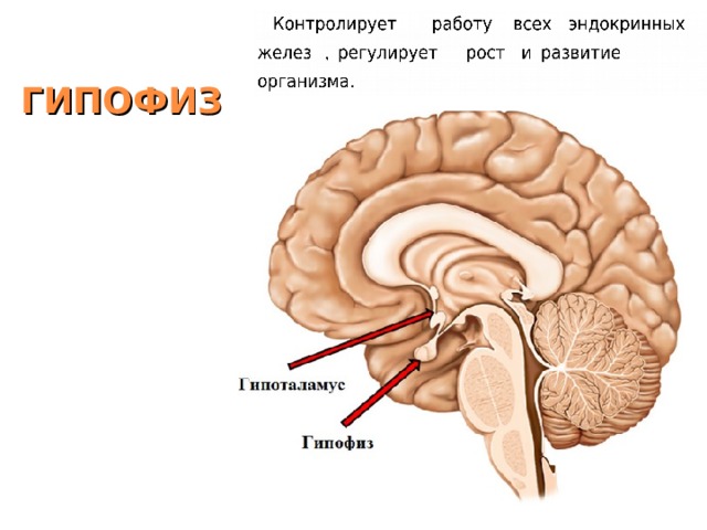 ГИПОФИЗ 