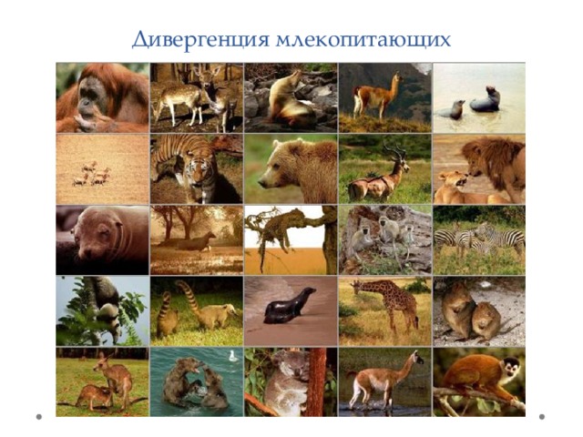 Дивергенция млекопитающих 