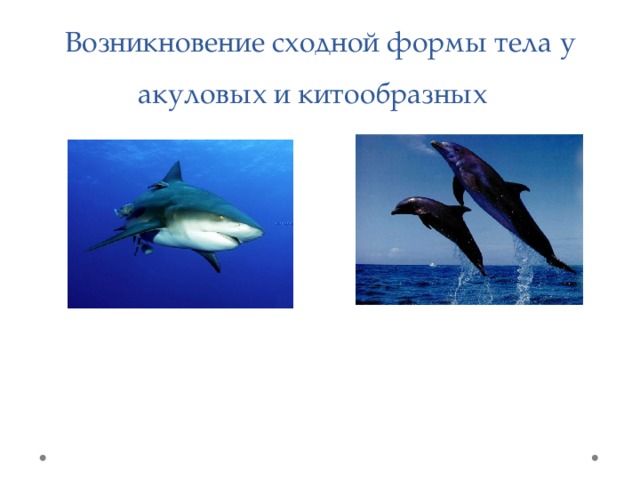 Возникновение сходной формы тела у акуловых и китообразных 