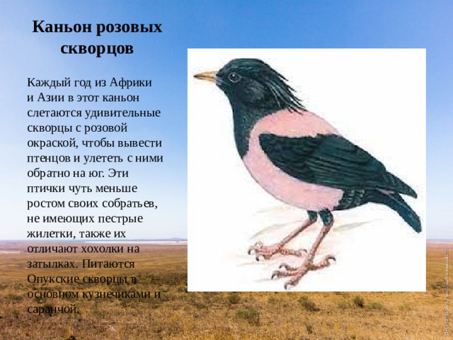 Каньон розовых скворцов Каждый год из Африки и Азии в этот каньон слетаются удивительные скворцы с розовой окраской, чтобы вывести птенцов и улететь с ними обратно на юг. Эти птички чуть меньше ростом своих собратьев, не имеющих пестрые жилетки, также их отличают хохолки на затылках. Питаются Опукские скворцы в основном кузнечиками и саранчой. 