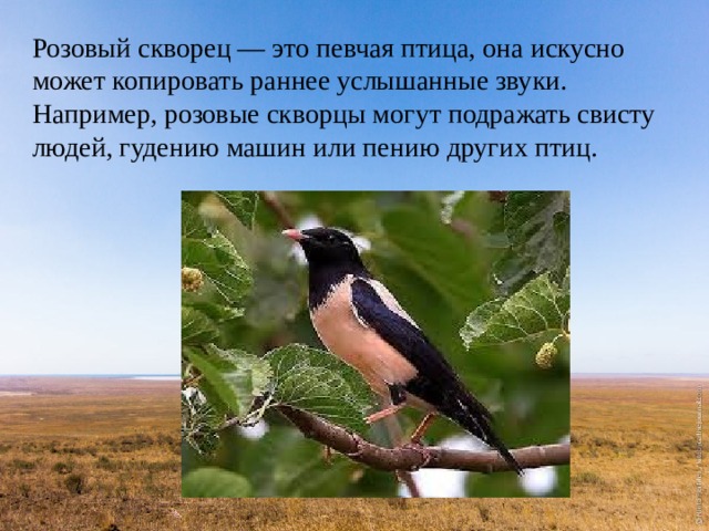 Розовый скворец — это певчая птица, она искусно может копировать раннее услышанные звуки. Например, розовые скворцы могут подражать свисту людей, гудению машин или пению других птиц. 