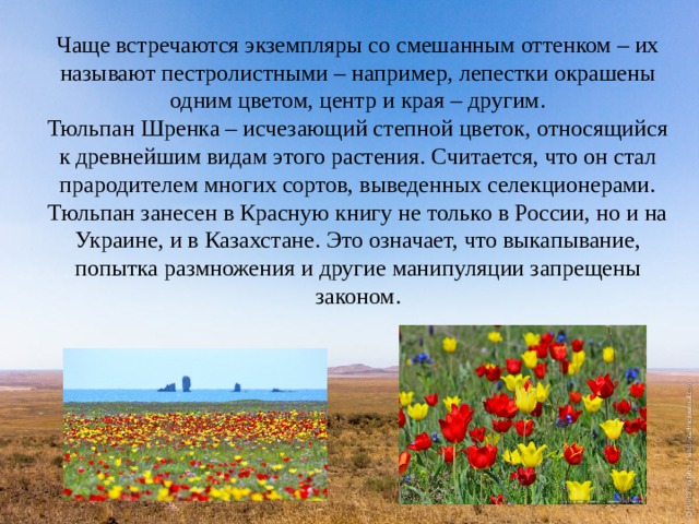 Чаще встречаются экземпляры со смешанным оттенком – их называют пестролистными – например, лепестки окрашены одним цветом, центр и края – другим. Тюльпан Шренка – исчезающий степной цветок, относящийся к древнейшим видам этого растения. Считается, что он стал прародителем многих сортов, выведенных селекционерами. Тюльпан занесен в Красную книгу не только в России, но и на Украине, и в Казахстане. Это означает, что выкапывание, попытка размножения и другие манипуляции запрещены законом. 