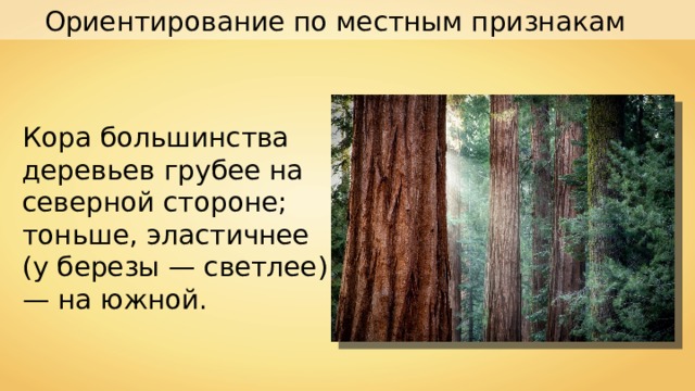Ориентирование по местным признакам Кора большинства деревьев грубее на северной стороне; тоньше, эластичнее (у березы — светлее) — на южной. 