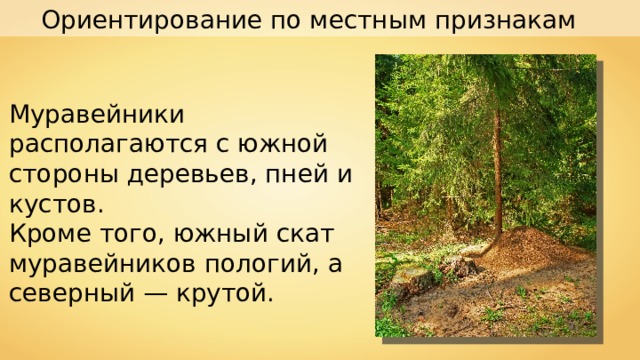Ориентирование по местным признакам Муравейники располагаются с южной стороны деревьев, пней и кустов. Кроме того, южный скат муравейников пологий, а северный — крутой. 