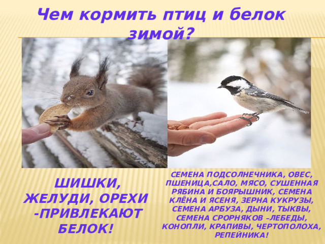 Чем кормить птиц и белок зимой? СЕМЕНА ПОДСОЛНЕЧНИКА, ОВЕС, ПШЕНИЦА,САЛО, МЯСО, СУШЕННАЯ РЯБИНА И БОЯРЫШНИК, СЕМЕНА КЛЁНА И ЯСЕНЯ, ЗЕРНА КУКРУЗЫ, СЕМЕНА АРБУЗА, ДЫНИ, ТЫКВЫ, СЕМЕНА СРОРНЯКОВ –ЛЕБЕДЫ, КОНОПЛИ, КРАПИВЫ, ЧЕРТОПОЛОХА, РЕПЕЙНИКА! ШИШКИ, ЖЕЛУДИ, ОРЕХИ -ПРИВЛЕКАЮТ БЕЛОК! 