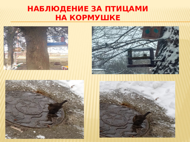 НАБЛЮДЕНИЕ ЗА ПТИЦАМИ НА КОРМУШКЕ 