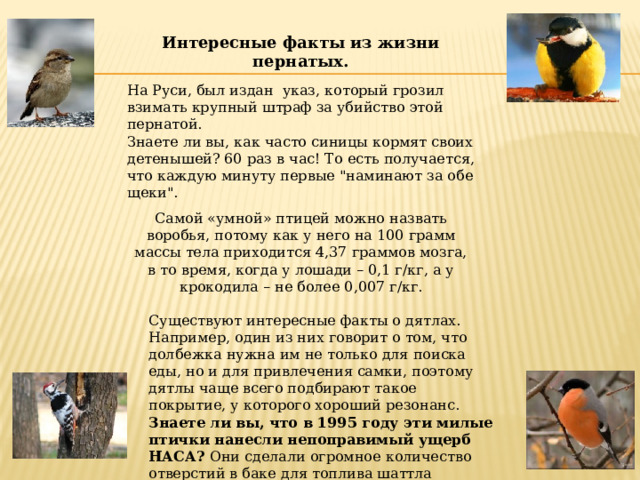 Интересные факты из жизни пернатых. На Руси, был издан указ, который грозил взимать крупный штраф за убийство этой пернатой. Знаете ли вы, как часто синицы кормят своих детенышей? 60 раз в час! То есть получается, что каждую минуту первые 