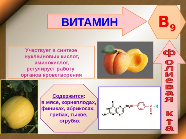 B 9 ВИТАМИН    Участвует в синтезе  нуклеиновых кислот,  аминокислот, регулирует работу органов кроветворения   Содержится : в мясе, корнеплодах, финиках, абрикосах, грибах, тыкве,  отрубях 
