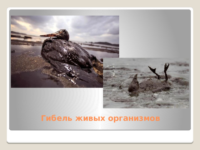 Гибель живых организмов 