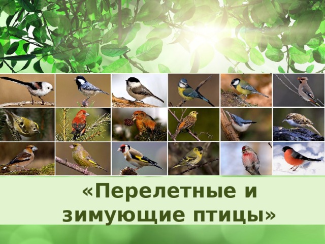 Оригинальные шаблоны для презентаций: https://presentation-creation.ru/powerpoint-templates.html  Бесплатно и без регистрации. «Перелетные и зимующие птицы»  