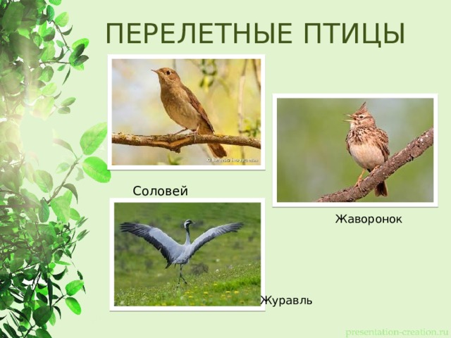 ПЕРЕЛЕТНЫЕ ПТИЦЫ Соловей Жаворонок Журавль 