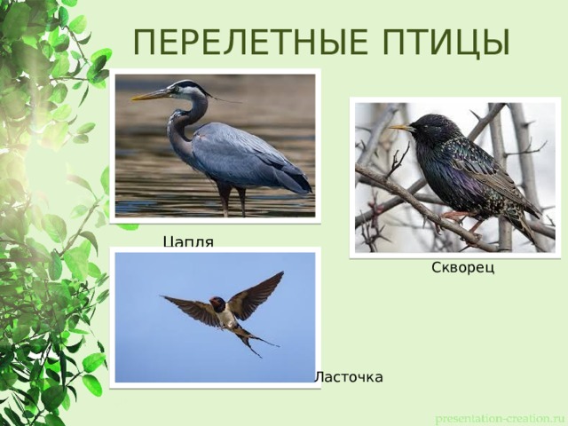 ПЕРЕЛЕТНЫЕ ПТИЦЫ Цапля Скворец Ласточка 