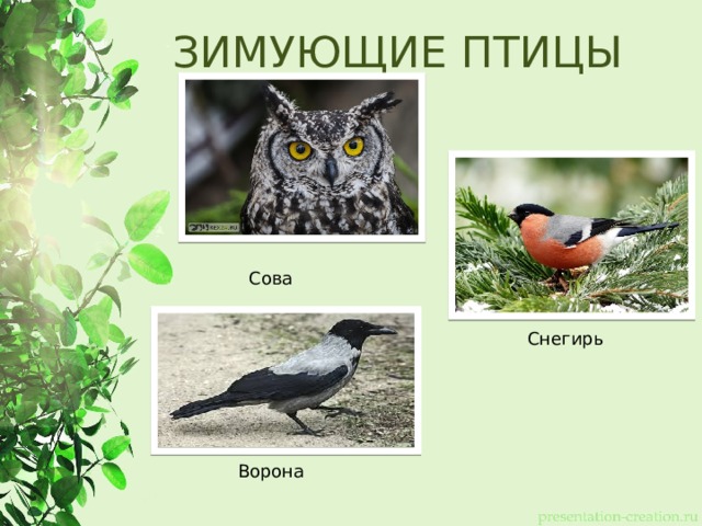 ЗИМУЮЩИЕ ПТИЦЫ Сова Снегирь Ворона 