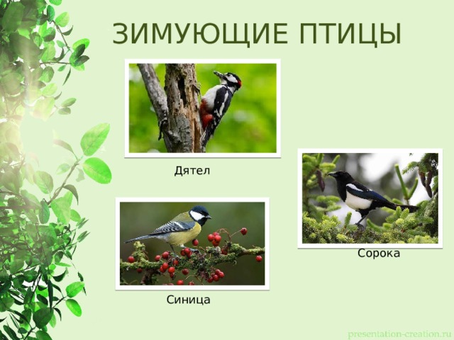 ЗИМУЮЩИЕ ПТИЦЫ Дятел Сорока Синица 